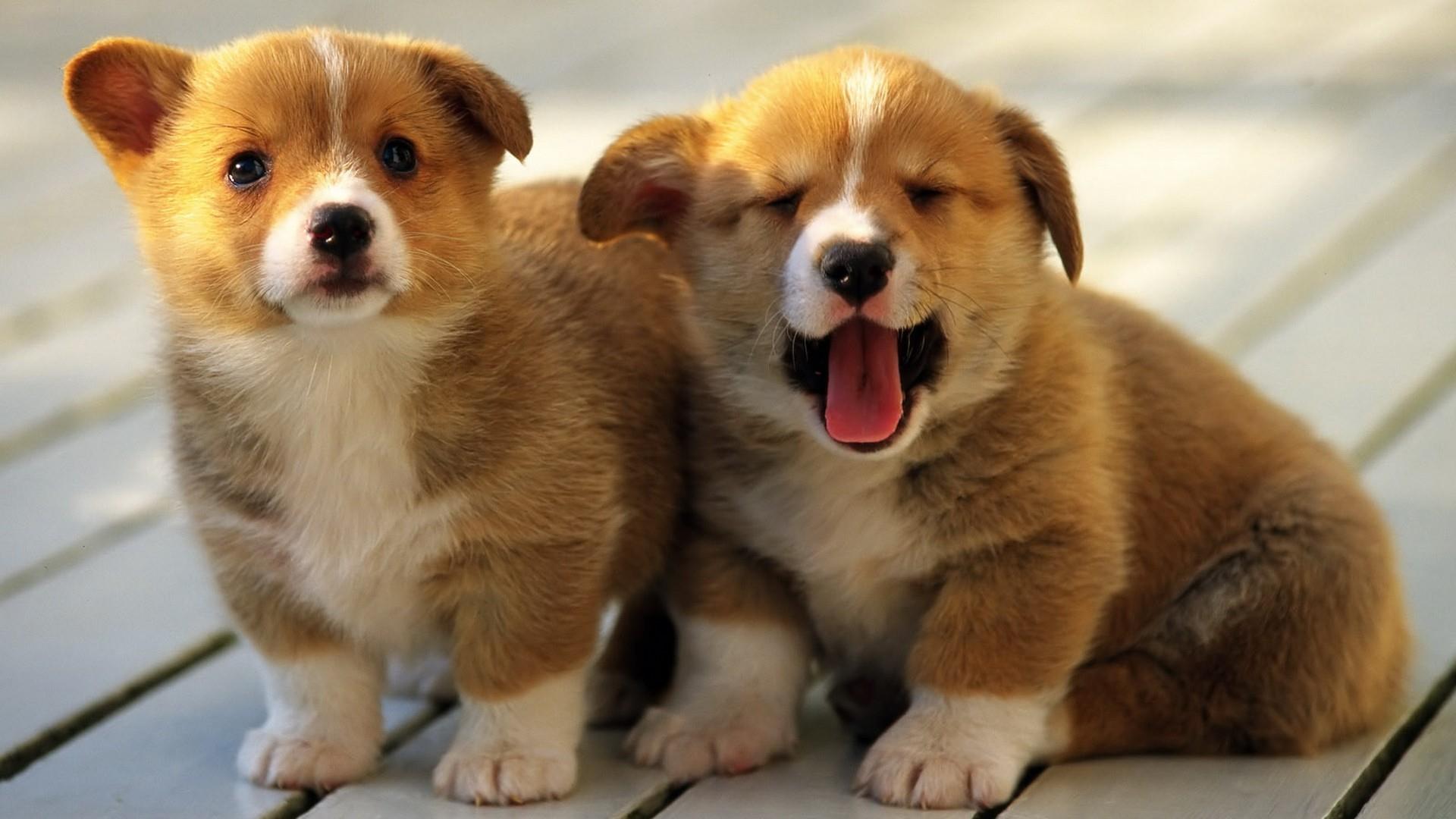 Feeding Puppies with Diarrhea: Gentle Diets for Delicate Tummies