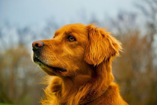 The Best Dog Food for Skin and Coat Health: Nutrition for Every Coat Color