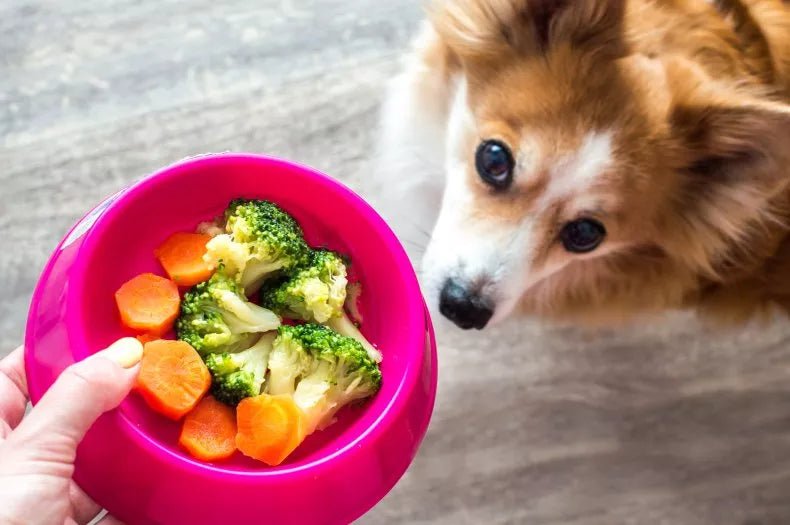 The Ultimate Guide to Safe and Unsafe Human Foods for Dogs and Puppies