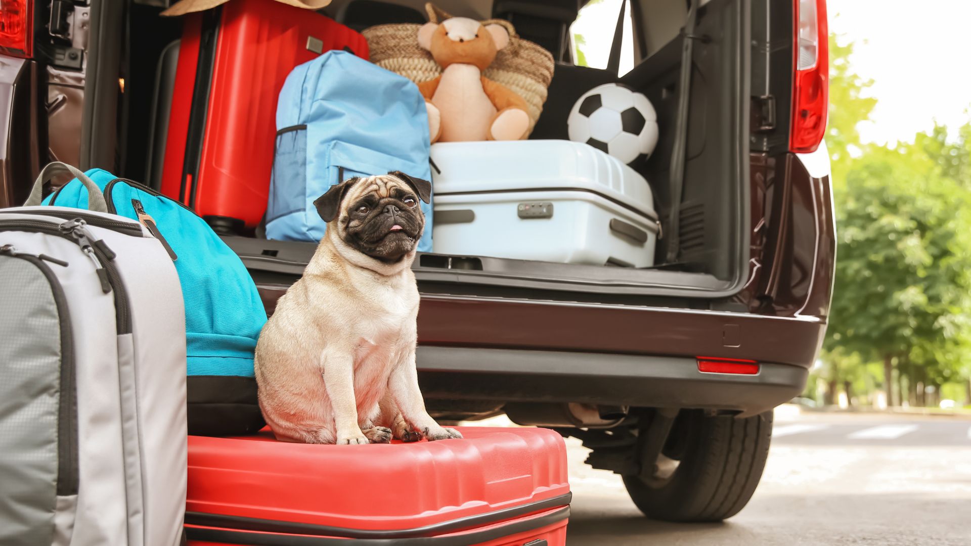 Traveling with Your Pet: What to Do if They Get Car Sick