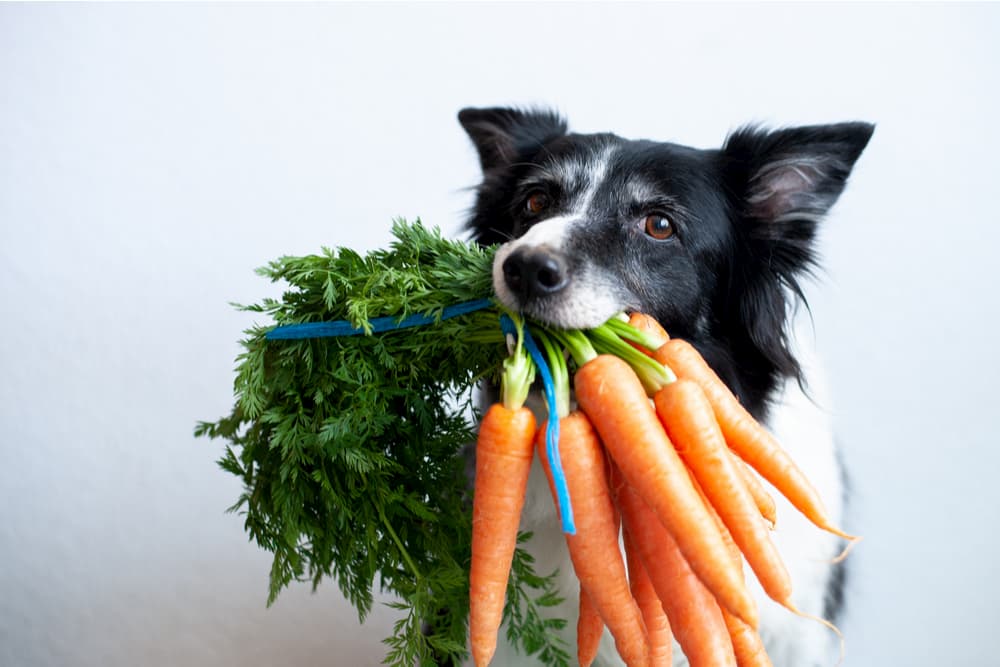 What Vegetables Can Dogs Eat? A Comprehensive Guide